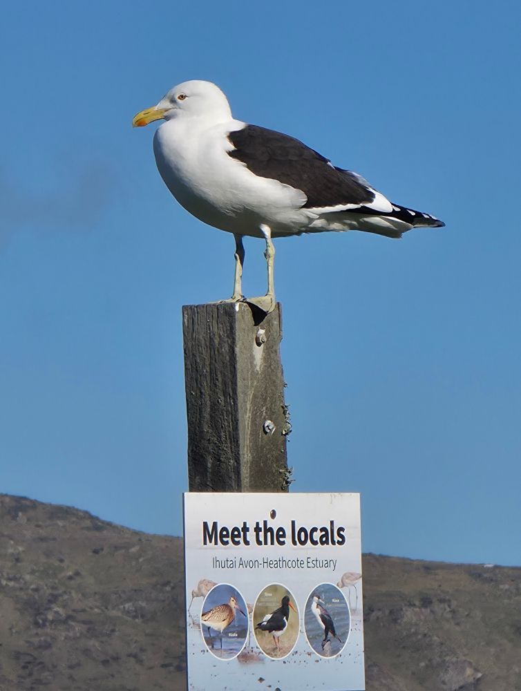 A black-backed gull perches atop a sign saying 