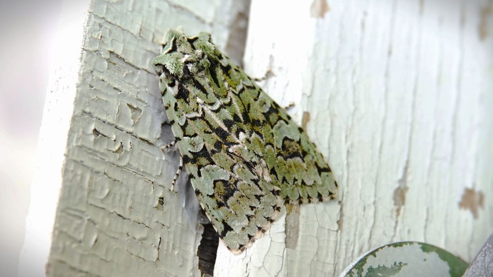 Merveille du Jour