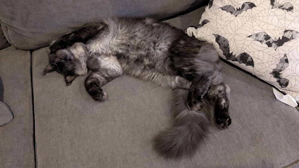 A grey and white kitten, stretched out on a grey couch. He looks very cozy.