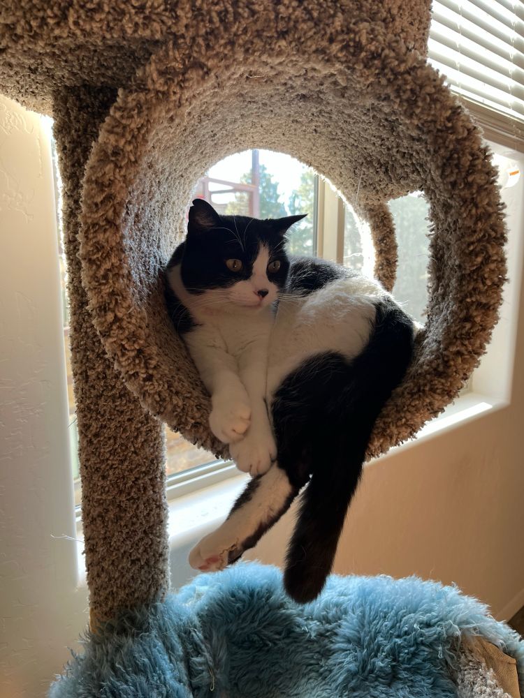 A black and white cat slouched in a cylindrical cat tree 