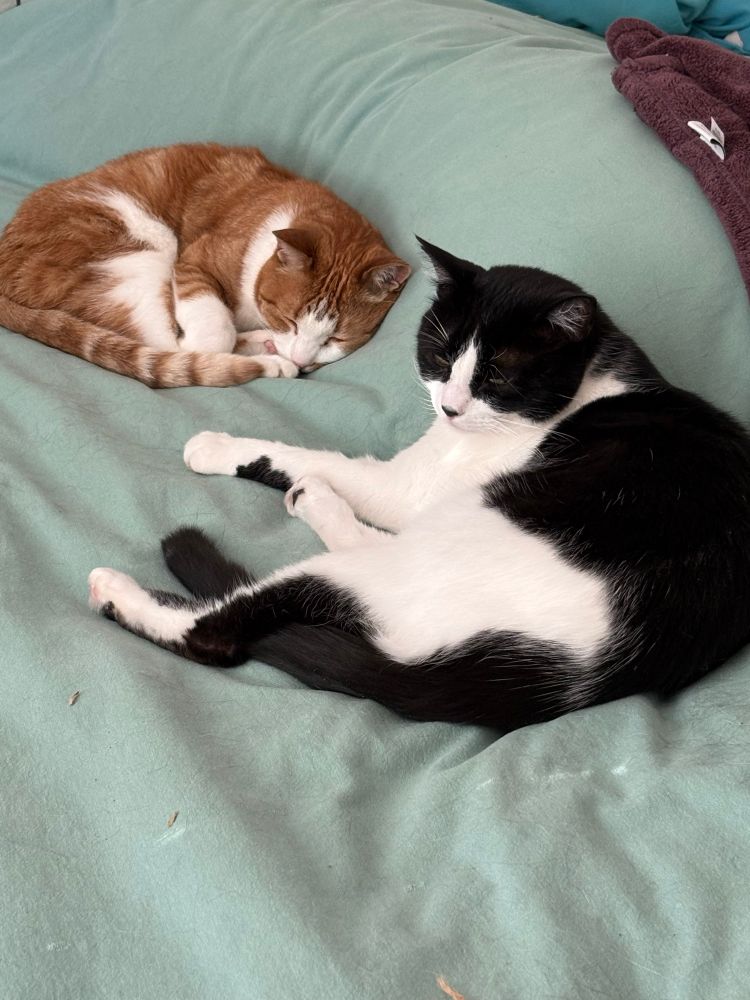 A black and white cat and an orange and white cat curled up on a bed.