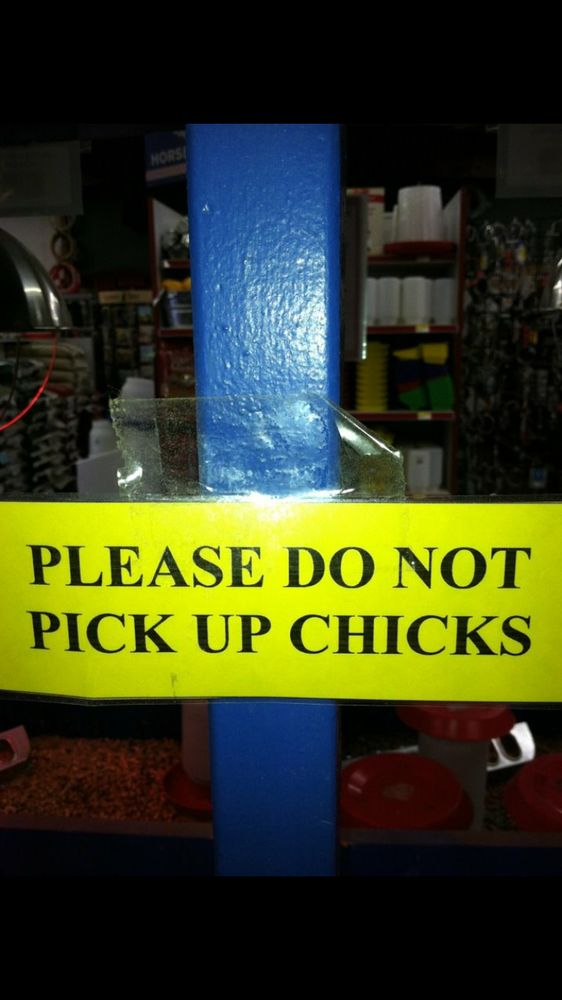 A sign that says “Please do not pick up chicks”