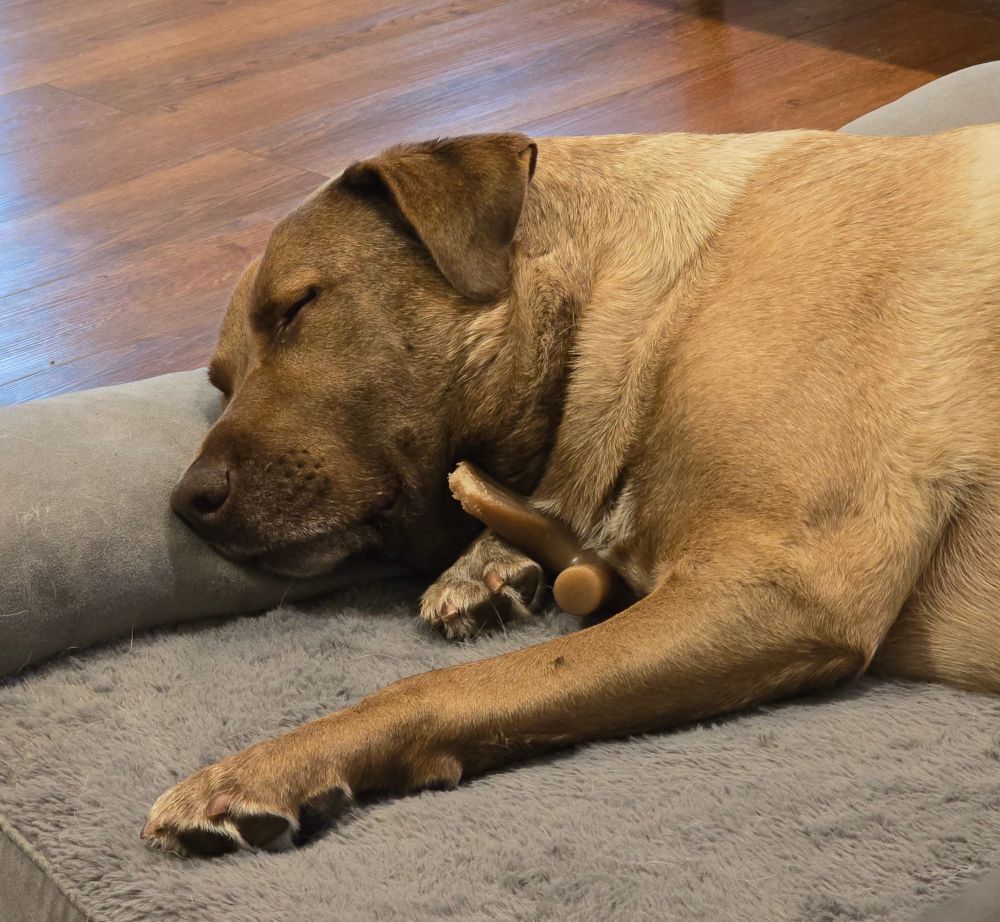 A male Labrador retriever mix, asleep with half a plastic fishbone protruding from under his chest.