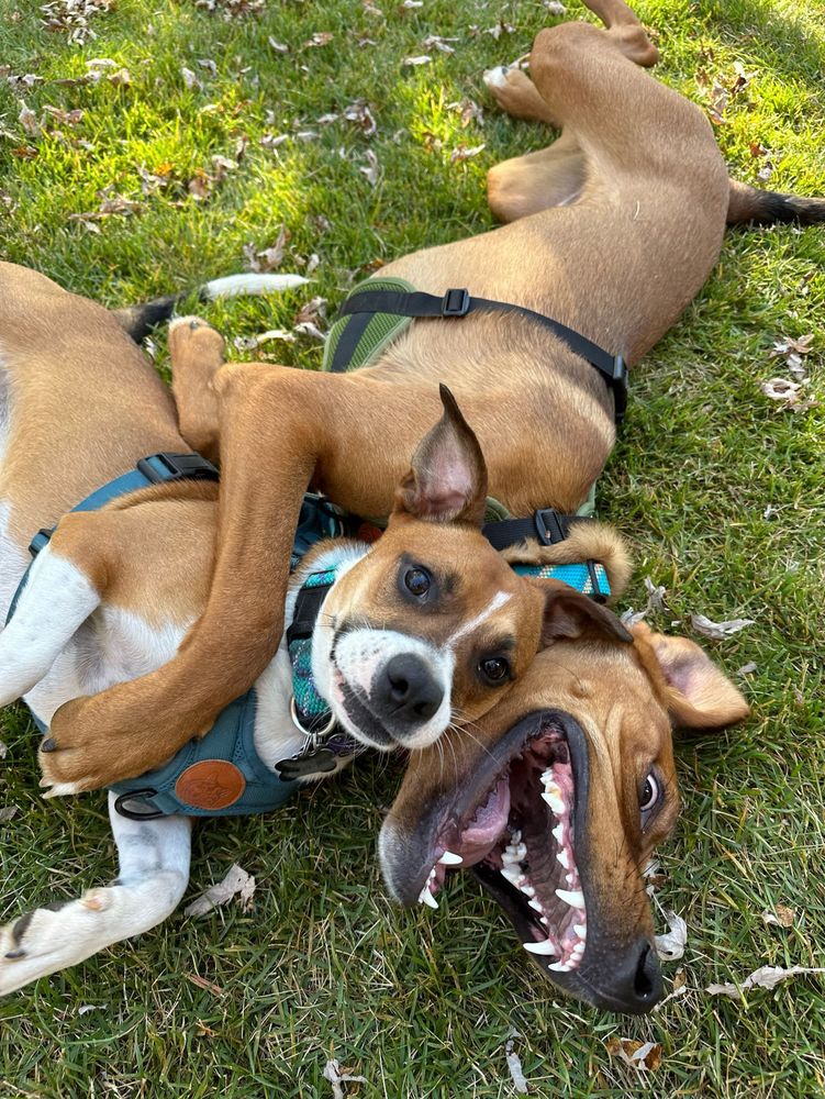 two dogs playing with one dog smiling and ears up, the other dog with a crazed look and shark teeth having fun