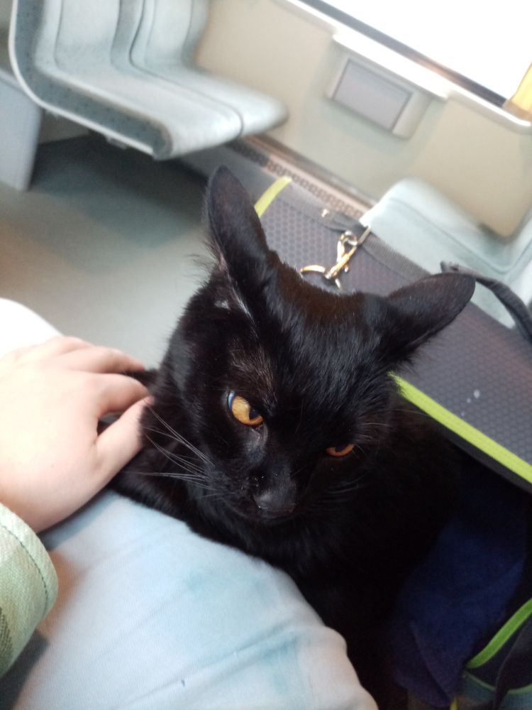 a black cat peeking out of a container in a train