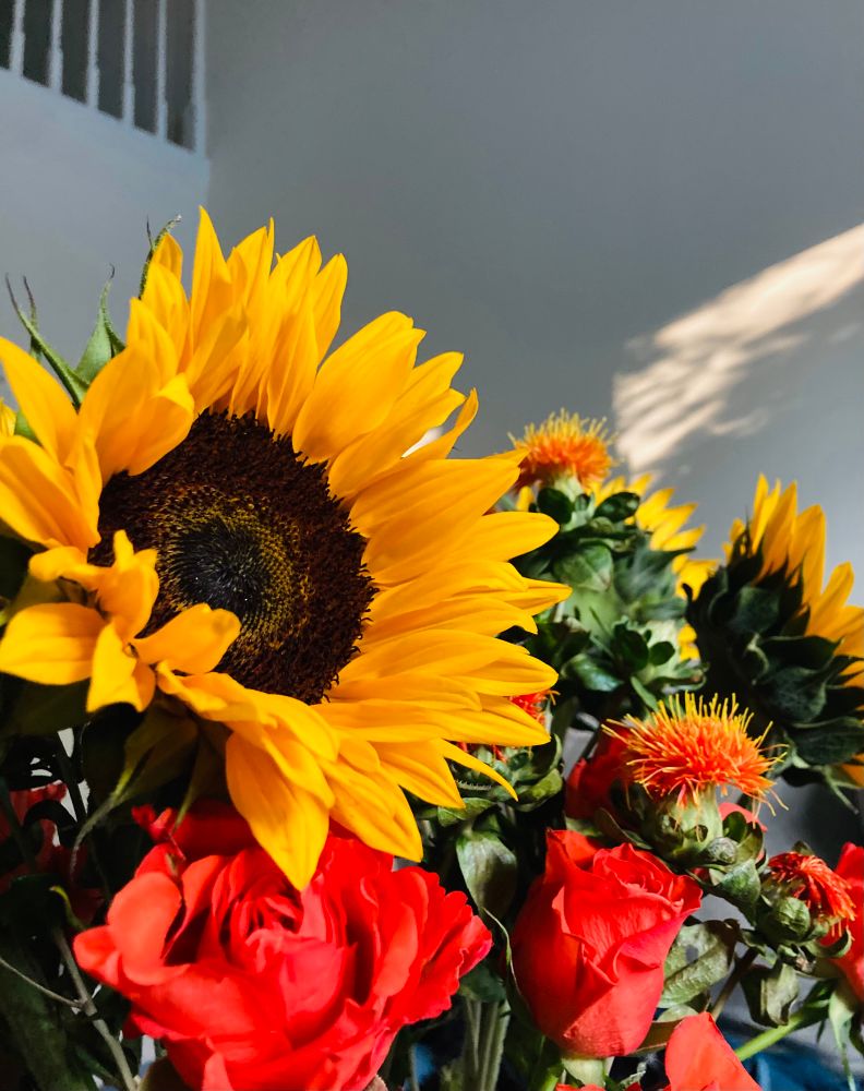 Golden hour sunlight shines on a bouquet of sunflowers and orange roses with a shadow on the wall behind the bouquet.