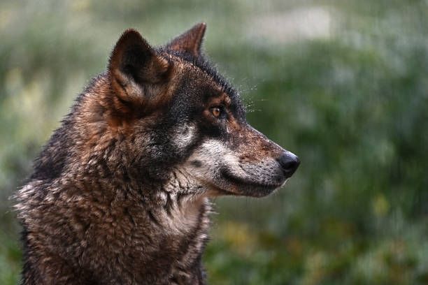 SPAIN-ANIMALS-WOLF

An Iberian wolf is seen inside an enclosure at the Lobo Park in Antequera near Malaga, southern Spain on February 22, 2025. Iberian, European and Hudson Bay wolves live in huge enclosures at the park which is open to the public to vist and study wolf behaviors and wolf pack dynamics. (Photo by JORGE GUERRERO / AFP) (Photo by JORGE GUERRERO/AFP via Getty Images)

