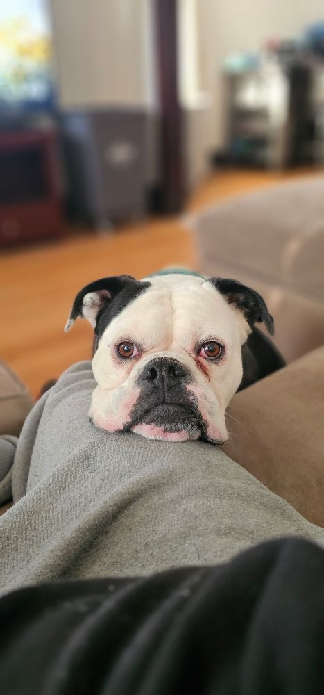 Ross, the Olde English Bulldog was adopted today.