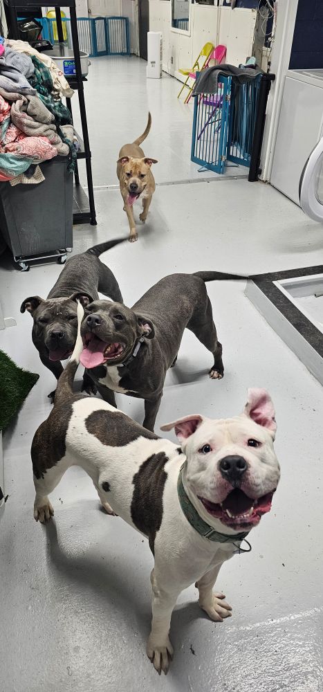 Playgroup with Nash, Tubbs Cheeto and Beef
