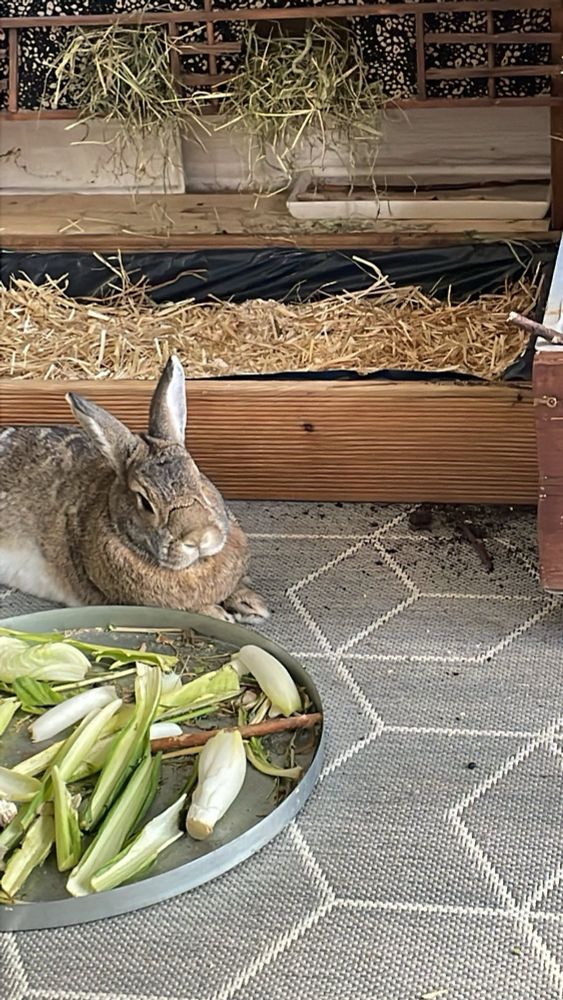 A content redhaired bunny: Agathe near a box for digging and a carpet covered in soil.