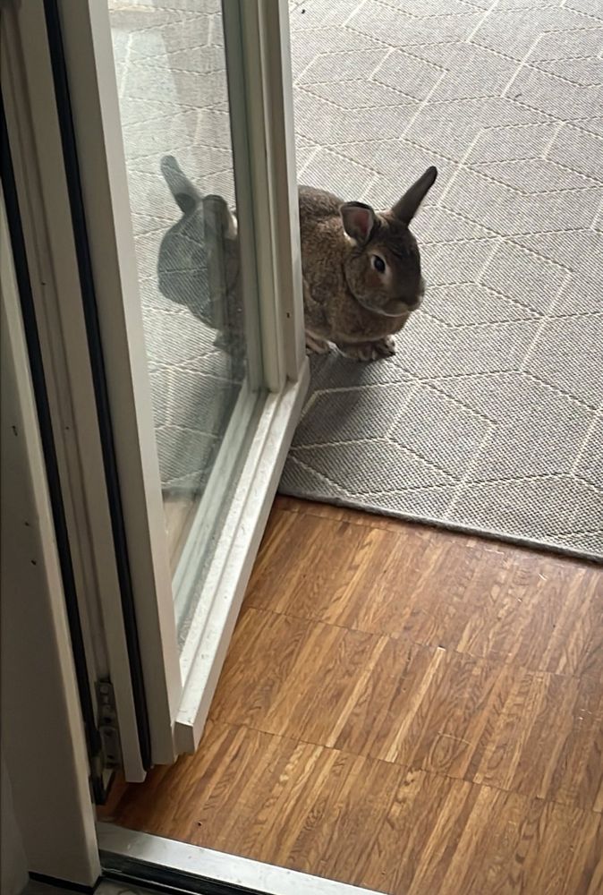 a red haired bun watching from behind a glass door