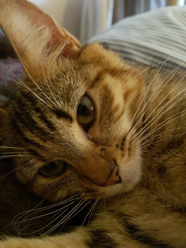 Pip the cat getting very close to the camera