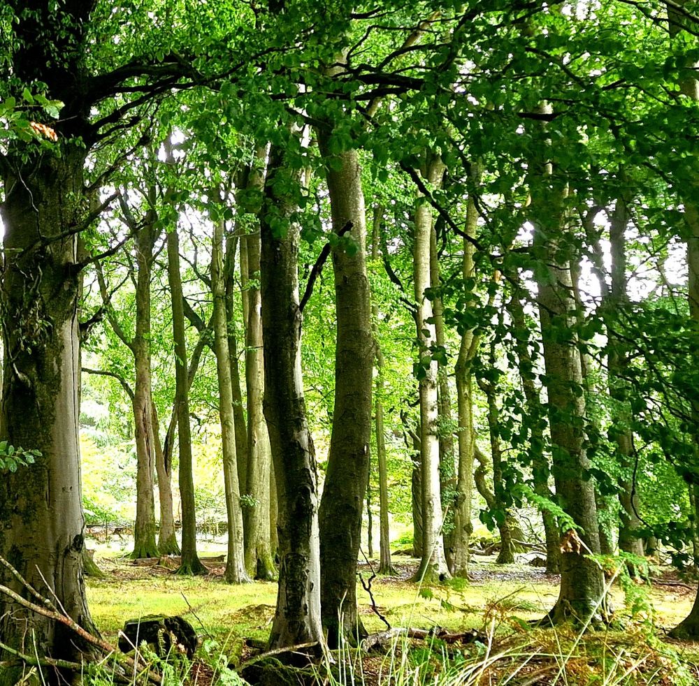Brown Clee (Shropshire) forest scene with moss
