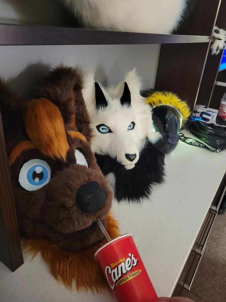 Three fursuit heads on a counter. From left to right: Jack, Axen, G1itch. Jack is sipping from a Raising Cane's cup.