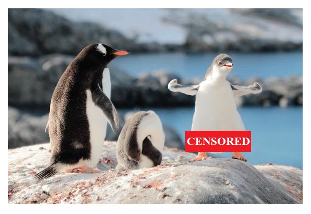 There are 3 penguins in the pictures. One adult is grooming,the other adult is is looking at their offspring.  The baby is large but has underdeveloped flippers and a great back coat... and is standing arms outstretched and facing the camera.  I thought is was amusing  to add a red "CENSORED" sign where the genitalia might be on a human... 
