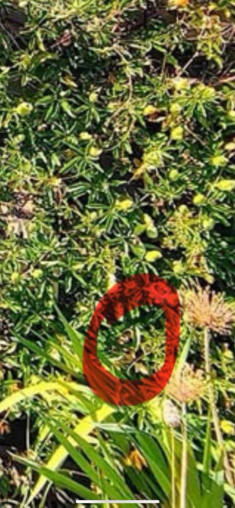 Poesinplant