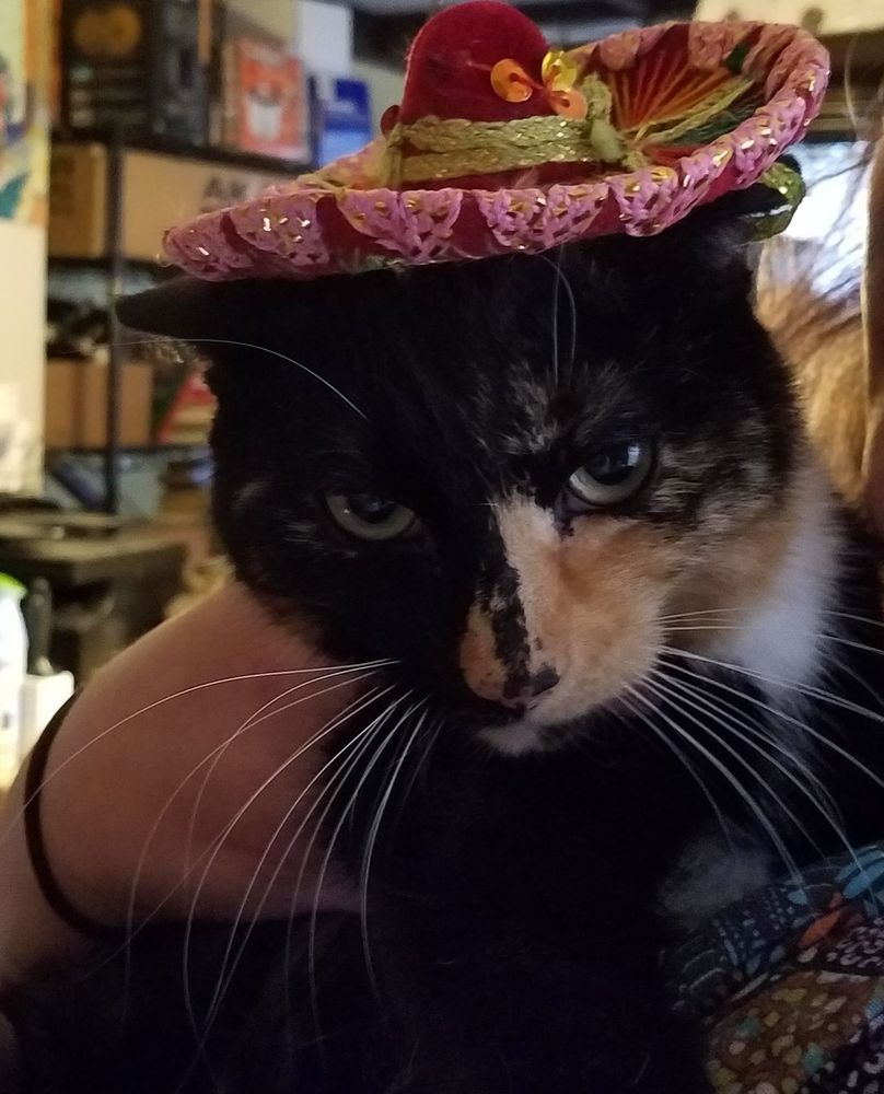 a cat in a festive hat