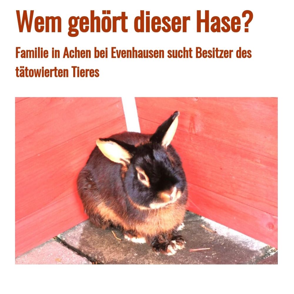 Hase gesucht, sieht aus wie Purzelotto