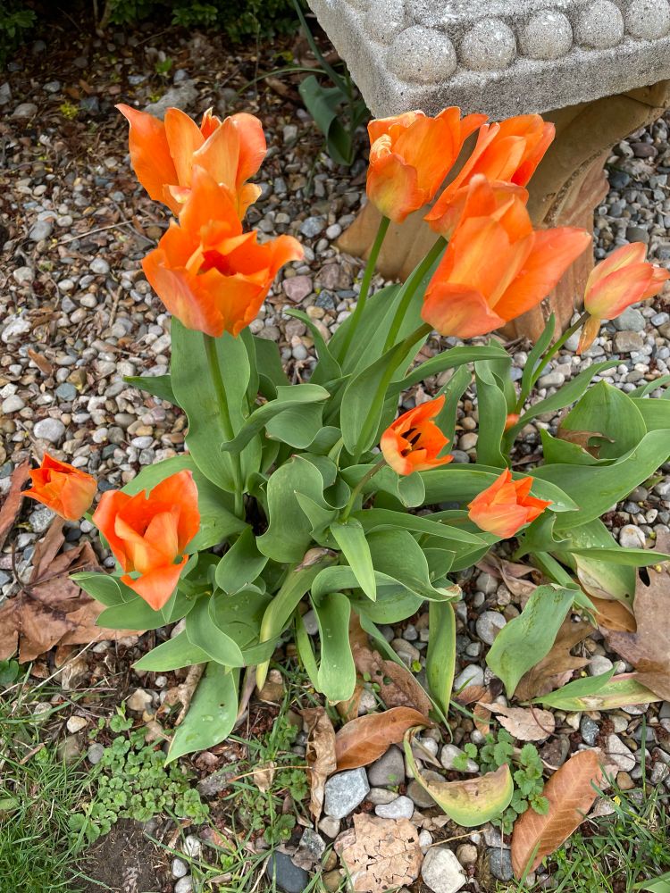 orange tulips growing up out of a stone garden w thick green petals 