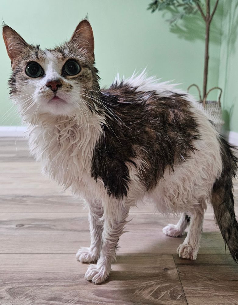 My poor wet cat after a bath. 