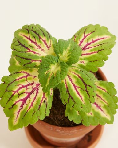 Coleus Spacecake, plante au larges feuilles irrégulières vertes clair pouvant rappeler vaguement celles des orties en plus compactes, cette plante a pour particularité d'avoir sur celles-ci des nervures passant du jaune au magenta 