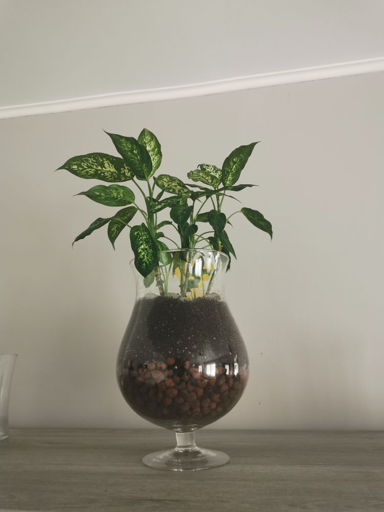 Dieffenbachia compacta qui survit