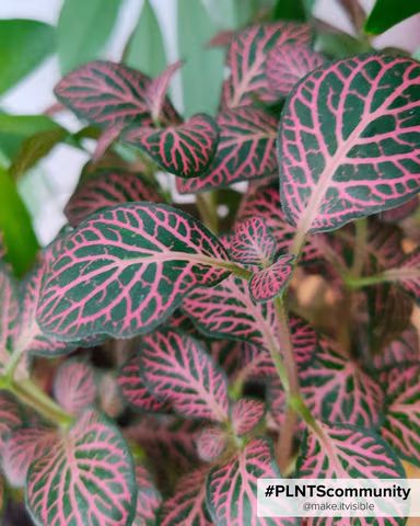 Fittonia Forest Flame, petite plante dense aux feuilles ovales vertes foncées aux nervures allant du rose au rouge pouvant prendre le dessus sur le vert chez certains spécimens
