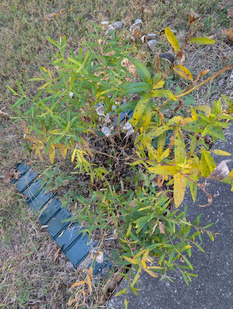 North American milkweed, yellowing and spotty. At the beginning of autumn, poking out on the edge of a cement sidewalk next to a green plastic border on the left, marking where the lawnmower isn't allowed. The grey parts are pods that have burst their seeds.