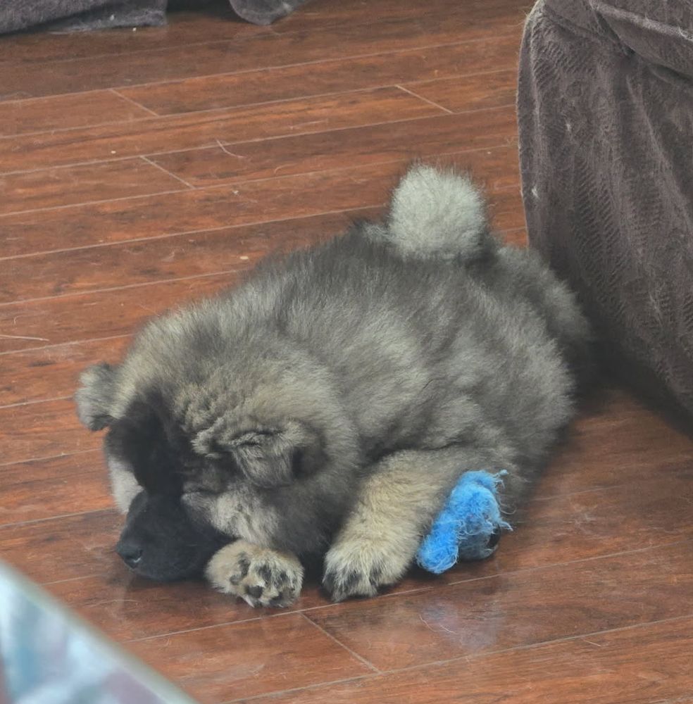The same little puppy, this time asleep on the floor in front of a brown couch. He has a toy under one paw.