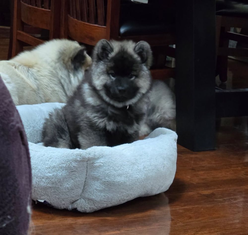 A photo of an Eurasier puppy, with dark gray fur and a black face, sitting in a little doggie bed. He's looking at the camera.