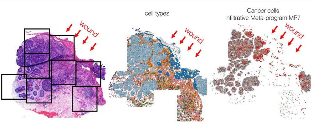 https://www.biorxiv.org/content/10.1101/2024.05.31.596823v2.full