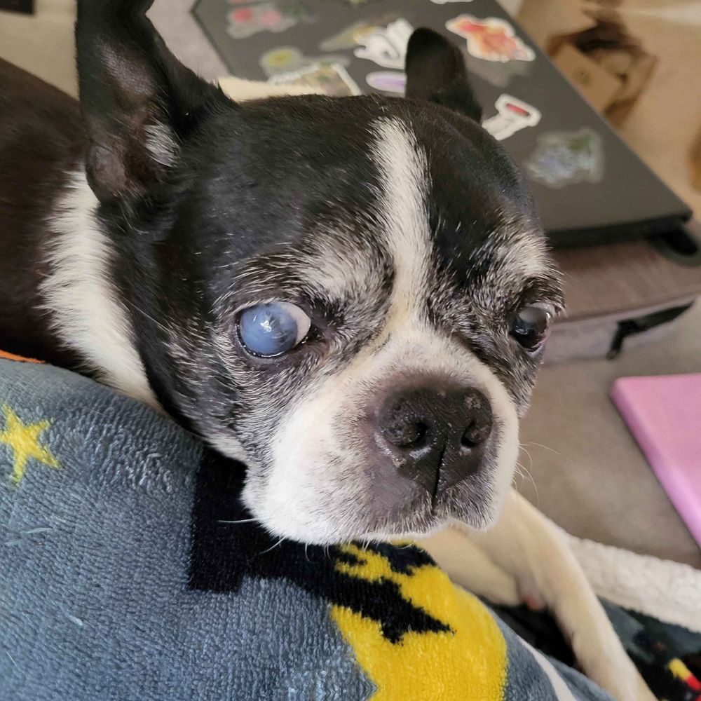 An old boston terrier, with one milky blind eye, sits with her front legs crossed. 