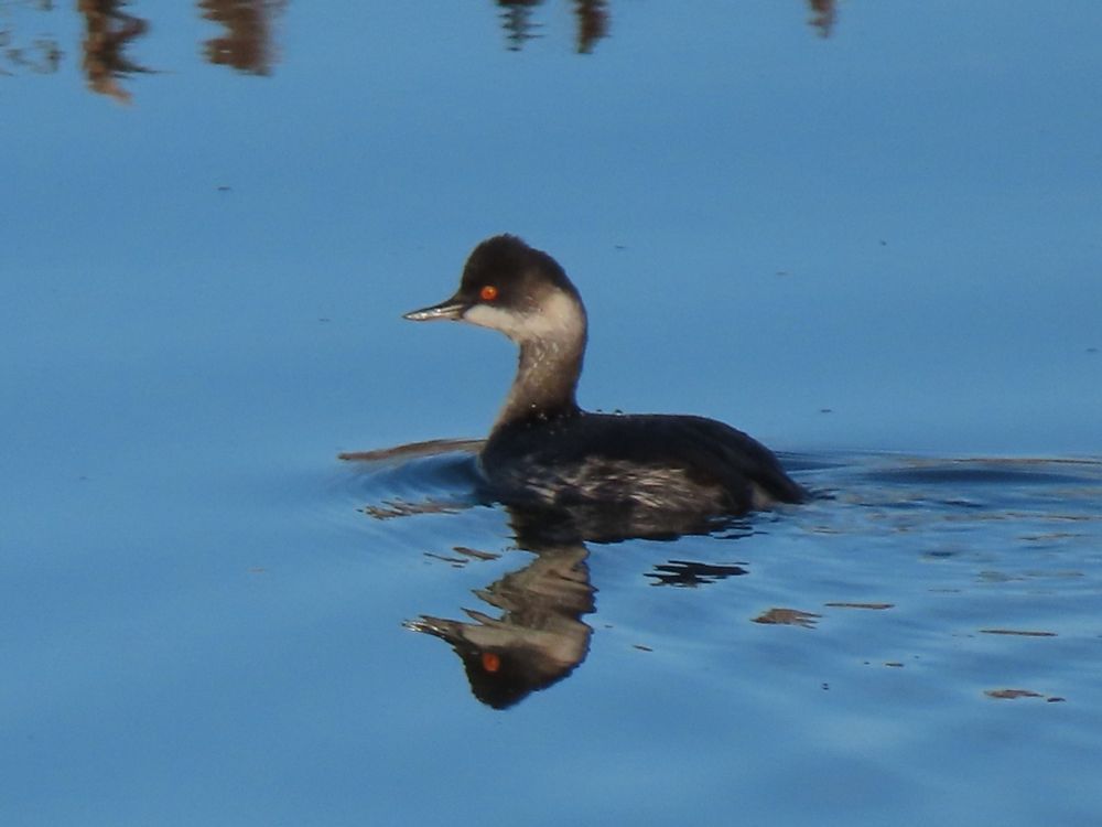 Black-necked Grebe Old Hall Marshes