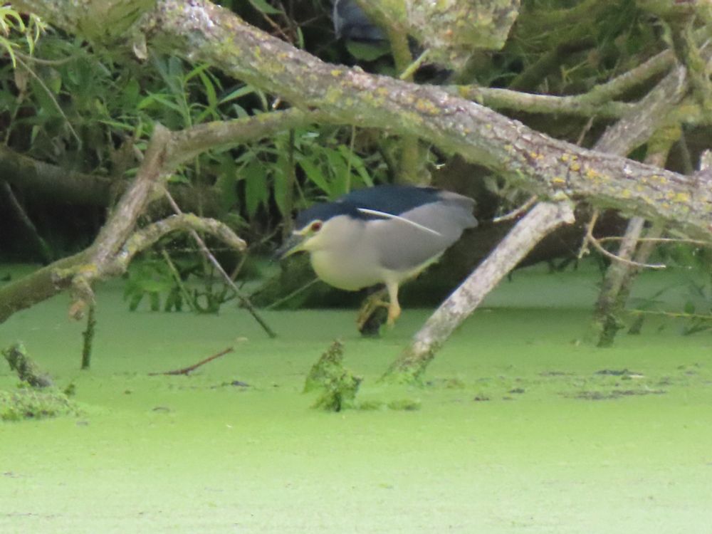 Black-crowned Night Heron at RSPB Rye Meads