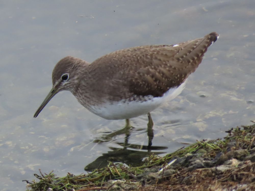 Green Sandpiper on the E side of Layer de la Haye Causeway, Abberton Reservoir.