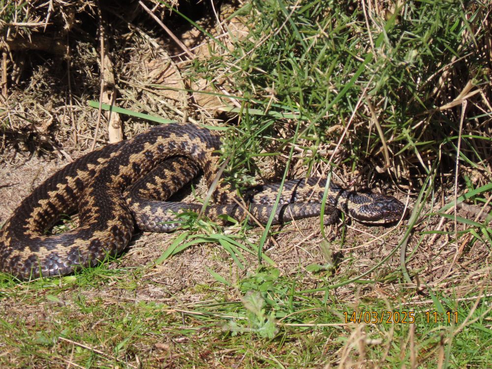 Adder sunning itself in the dunes at RSPB Minsmere.
