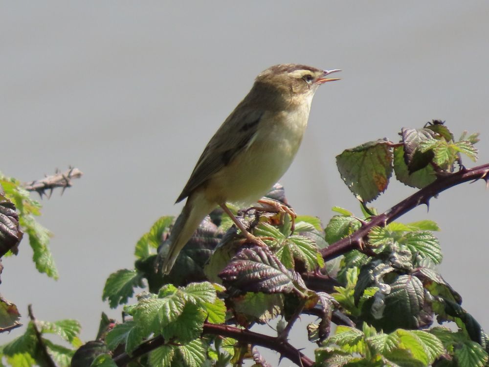 Sedge Warbler singing on top of a bramble clump at Tollesbury Wick.