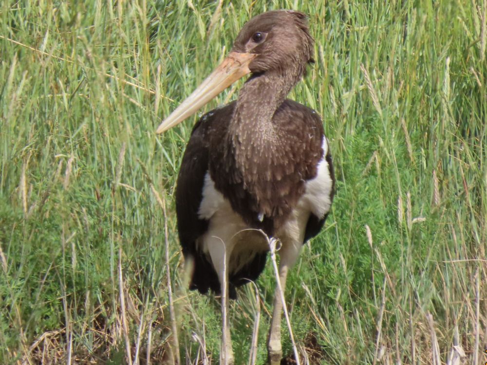Juvenile Black Stork 