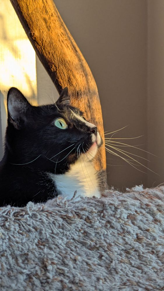 A tuxedo cat, lit by the sun, staring at birbs