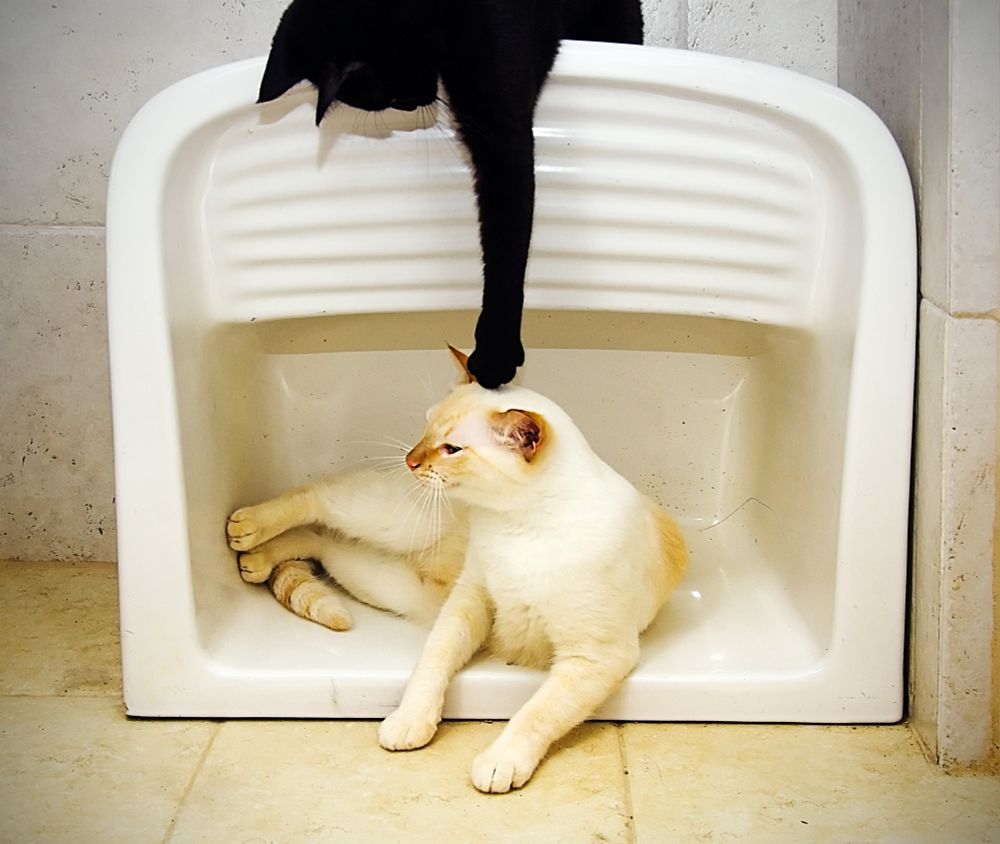 A white porcelain sink intended for washing clothes is set vertically against a tiled wall. In the area for the water Yuki, a white (red-point) cat, is lying oblivious to his brother, the black cat (Yami) , perched on the top of the sink, and stretching his left paw downwards, just about to provoke Yuki.