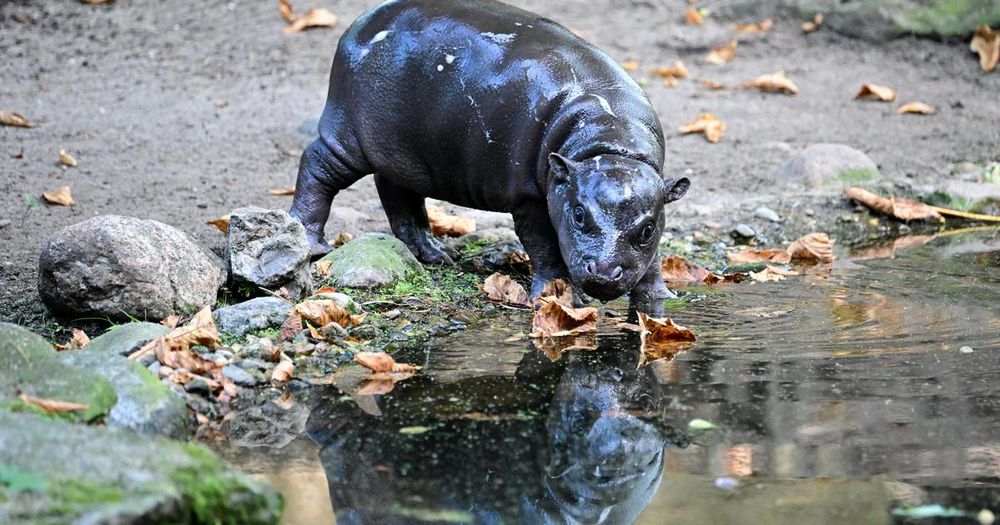 Thaïlande : un bébé hippo pygmée devient une star des réseaux sociaux