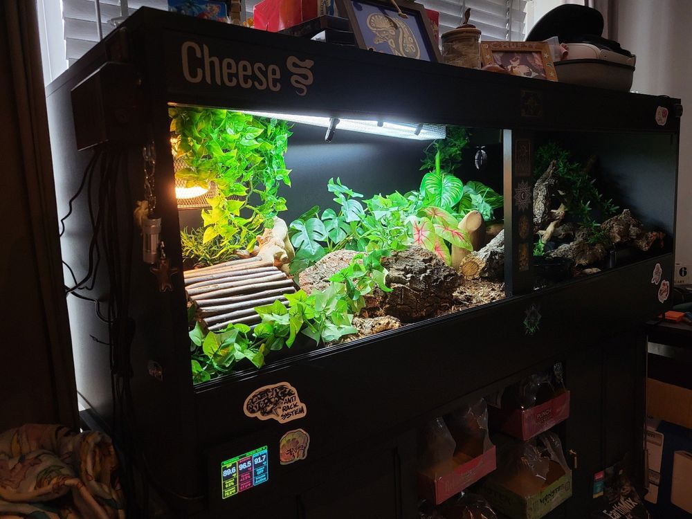 A large, black plastic, front opening vivarium sat on a large cabinet, cluttered inside with green plastic plants, natural logs, sticks, and corkbark. On the front of the enclosure are various snake themed stickers, a lit thermost screen on the bottom left, and the name "Cheese" on the top left in grey. 