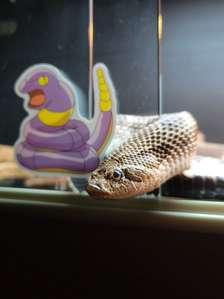 Hazel, the brown spotted plains hognose snake, peaking her head out and around the sliding glass door of her enclosure. Out of focus to the left is a sticker of the purple snake pokemon Ekans.