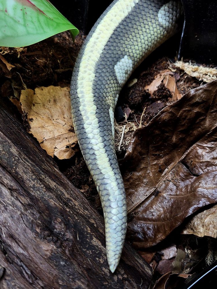 A picture of just the tail belonging to Cheese, the brown and yellow ball python, hanging out of a black plastic hide amongst dried leaves, a wooden log, and a green plastic leaf.