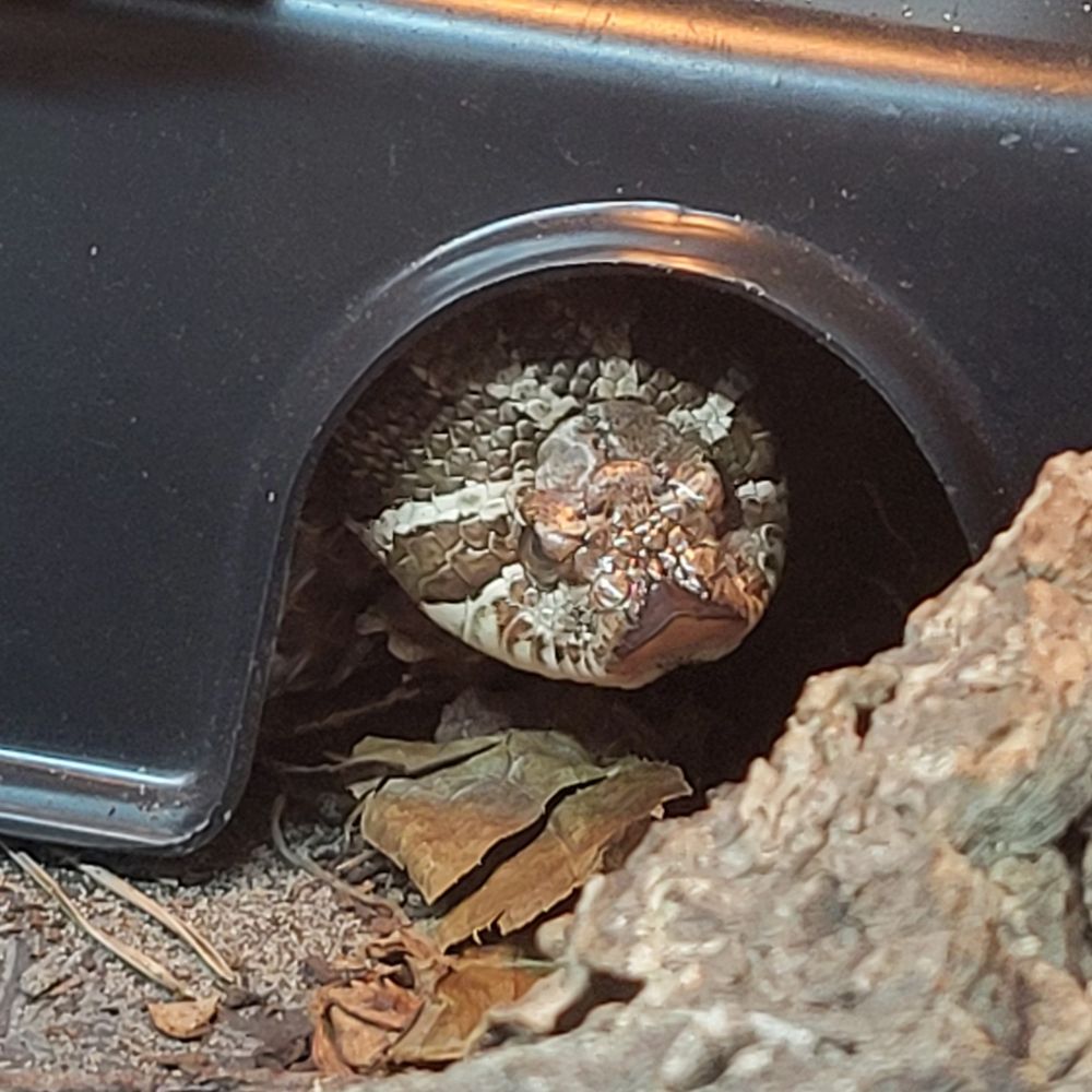 A photo of Hazel, the brown spotted plains hognose snake, taken at an angle that makes her look incredibly angry