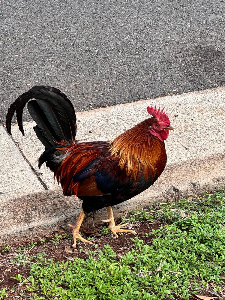 A rooster in the grass on the side of the road next to a concrete gutter