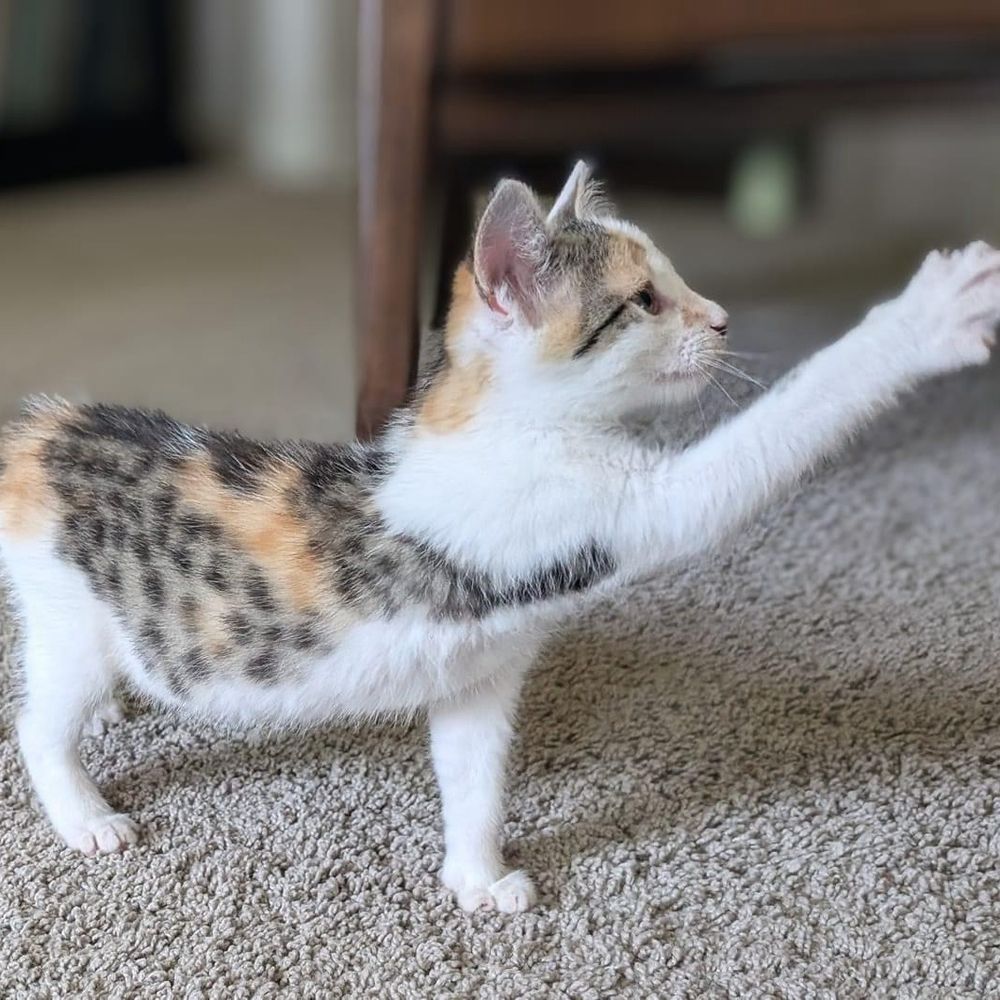 A tiny tabico kitten, mostly white with orange and gray spotted markings. She’s standing facing to the side, reaching for something off camera.