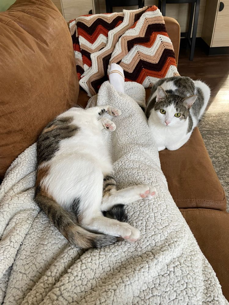 Same as the picture in the previous post, but now with a second cat laying next to my legs