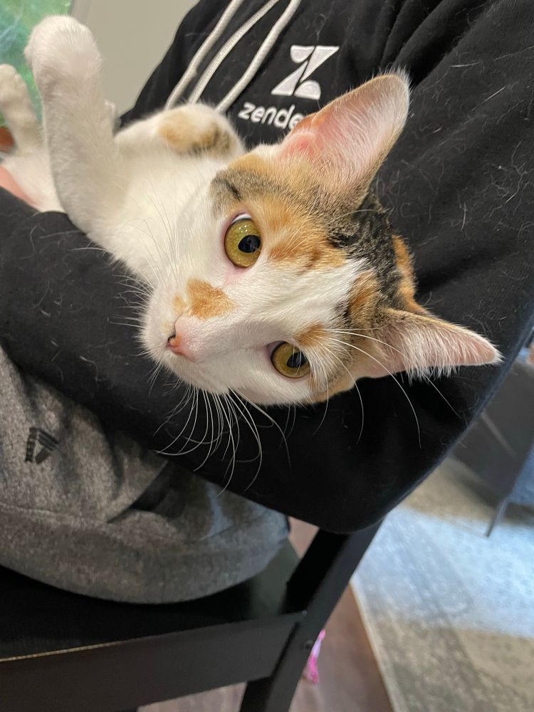 A photo of Nate holding our cat Willow, her face is close up to the camera in order to bring focus to her beautiful two-toned eyelashes