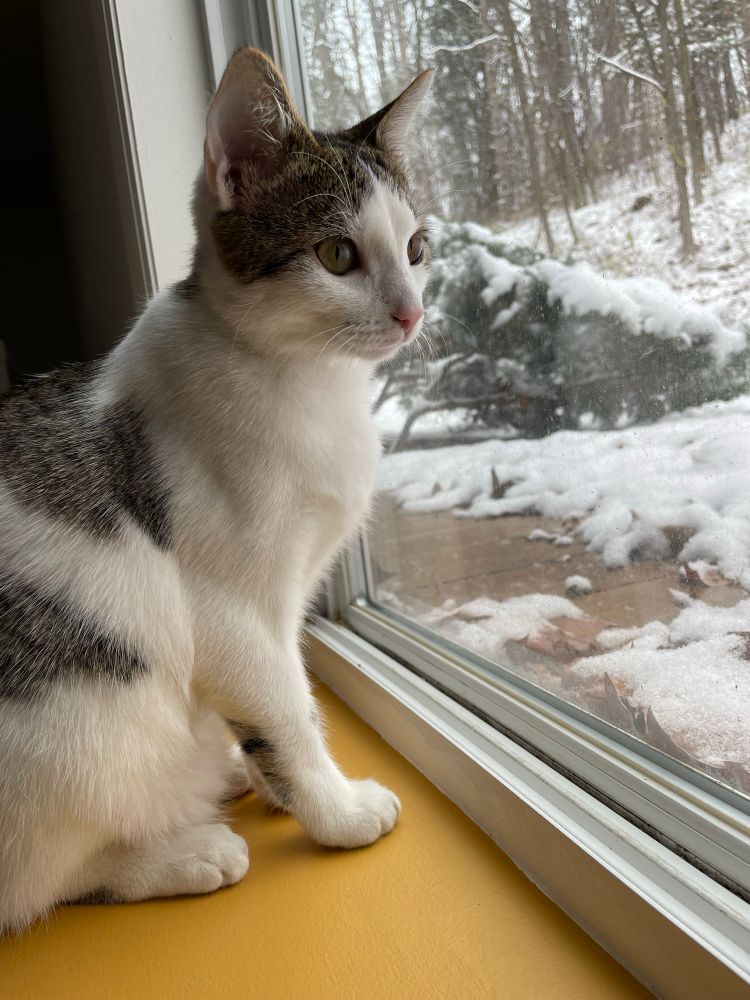 Juniper the cat looking wide eyed at snow through a window